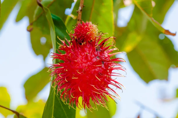 รูปถ่ายใกล้ชิดของผลไม้เขตร้อน Rambutan ในต้นไม้ — ภาพถ่ายสต็อก