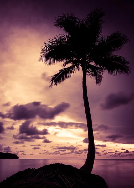 Palmeira com efeito de filtro de verão retro — Fotografia de Stock