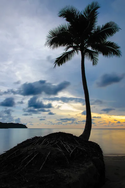 Palmboom met retro zomer filtereffect — Stockfoto
