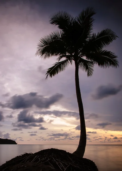 Palmier avec effet filtre d'été rétro — Photo