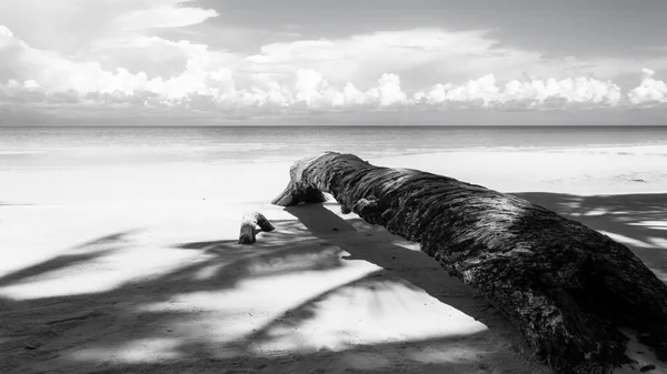 Siyah beyaz düşmüş palmiye ağacı — Stok fotoğraf