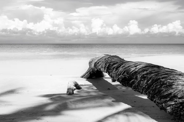 Siyah beyaz düşmüş palmiye ağacı — Stok fotoğraf