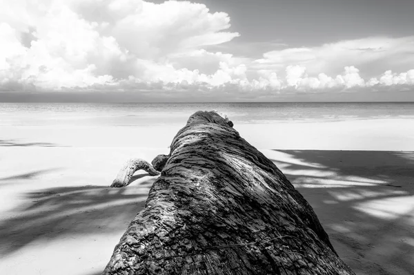 Fallna palm tree i svart och vitt — Stockfoto