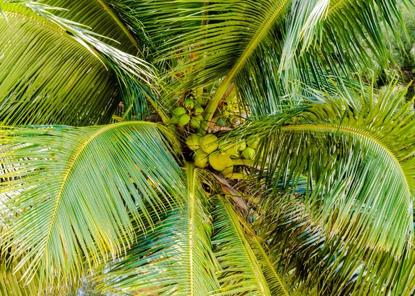 Mazzo di noci di cocco verdi in palma — Foto Stock