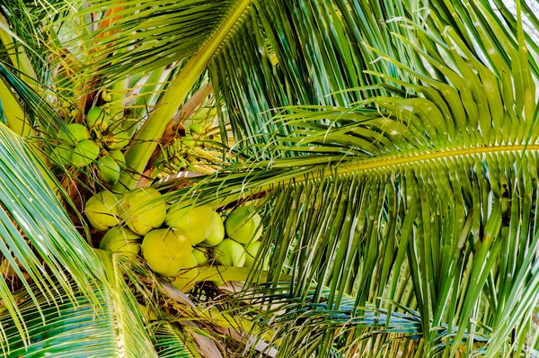 Mazzo di noci di cocco verdi in palma — Foto Stock