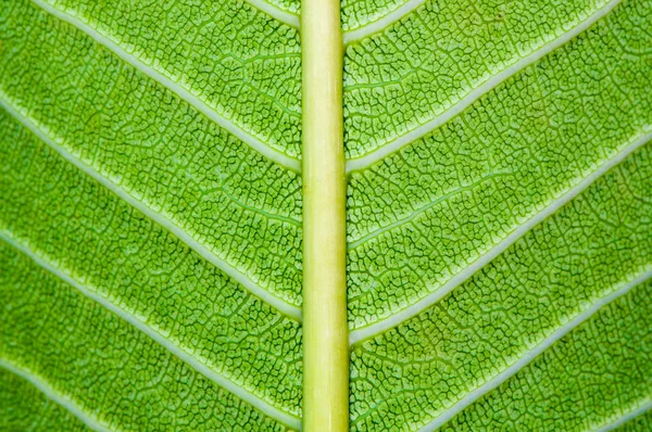 Macro tiro de folha verde, fundo padrão de natureza — Fotografia de Stock