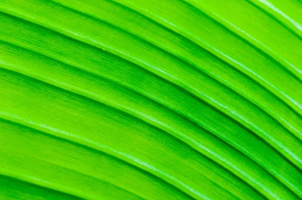 Macro shot of green leaf, nature pattern background — Stock Photo, Image
