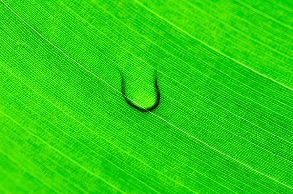 Macro shot of green leaf, nature pattern background — Stock Photo, Image