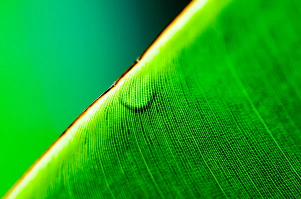 Macro shot of green leaf, nature pattern background — Stock Photo, Image