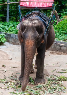 Kanchanaburi, Tayland turist ile Turlar başlamak için bekleyen filler.