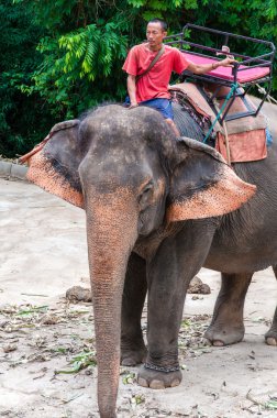 fil ve turlar üzerinde 23 Mayıs 2014 yılında kanchanaburi, Tayland turist ile başlamak için bekleyen onun fil.