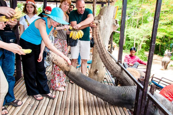 Tourists feeding the elephants with bananas before start the tours in Kanchanaburi, Thailand. — Stock Photo, Image