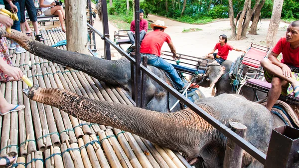 Turisté krmení slonů s banány před začátkem prohlídky v kanchanaburi, Thajsko. — Stock fotografie