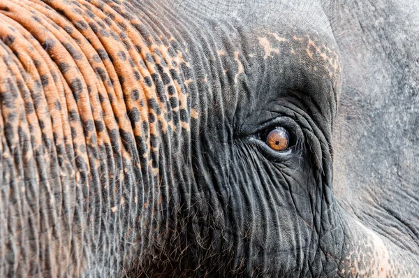 Close-up tiro de olho de elefante asiático — Fotografia de Stock