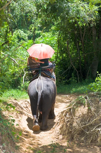 Gajah berjalan melalui hutan di Kanchanaburi, Thailand . — Stok Foto