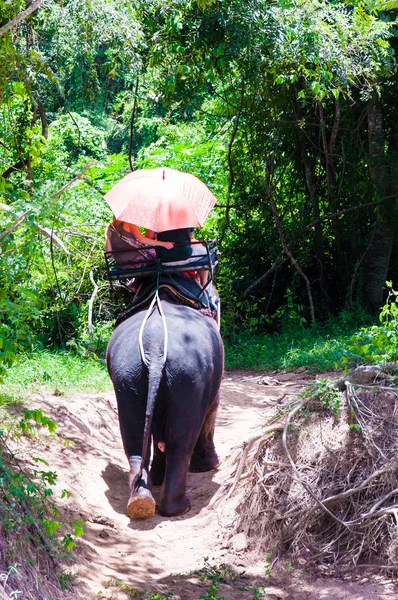 Elefant trekking genom djungeln i kanchanaburi, thailand. — Stockfoto