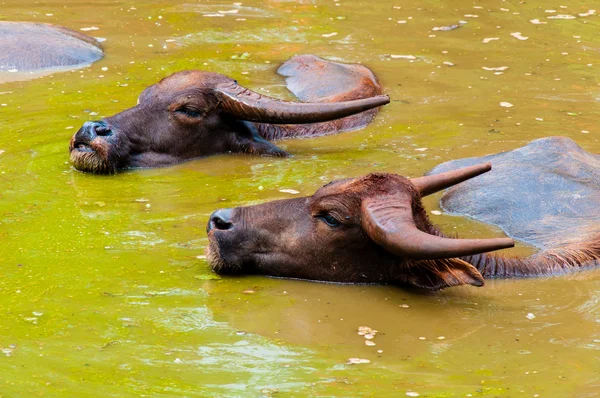 Manada de búfalos tailandés de enfriamiento durante el día — Stockfoto