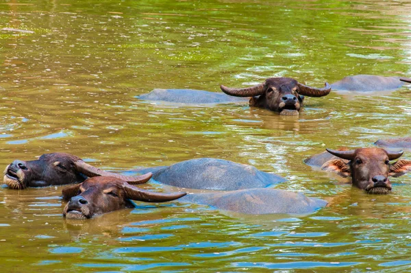 Стадо тайський буйволів охолодження протягом дня — стокове фото