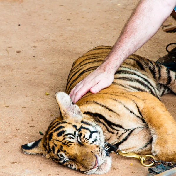 Joven cachorro de tigre en el famoso Templo del Tigre en Kanchanaburi, Tailandia — Foto de Stock