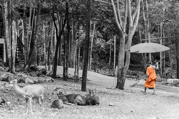 Monk faz rotina de limpeza diária no Templo Tiger em Kanchanaburi, Tailândia . — Fotografia de Stock