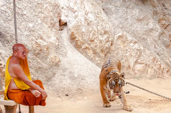 Monje budista con un tigre de bengala en el Templo del Tigre en Kanchanaburi, Tailandia — Foto de Stock