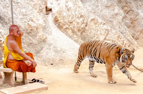 Monje budista con un tigre de bengala en el Templo del Tigre en Kanchanaburi, Tailandia — Foto de Stock