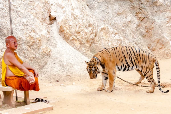 Buddistisk munk med en bengalisk tiger på tiger temple i kanchanaburi, thailand — Stockfoto