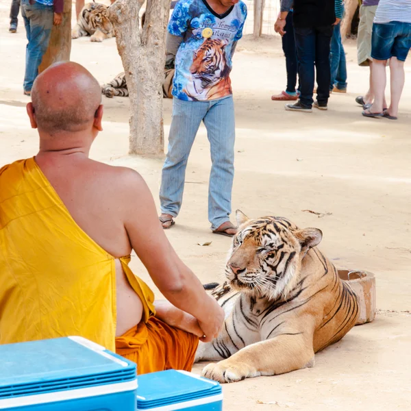 Monje budista con un tigre de bengala en el Templo del Tigre en Kanchanaburi, Tailandia — Foto de Stock