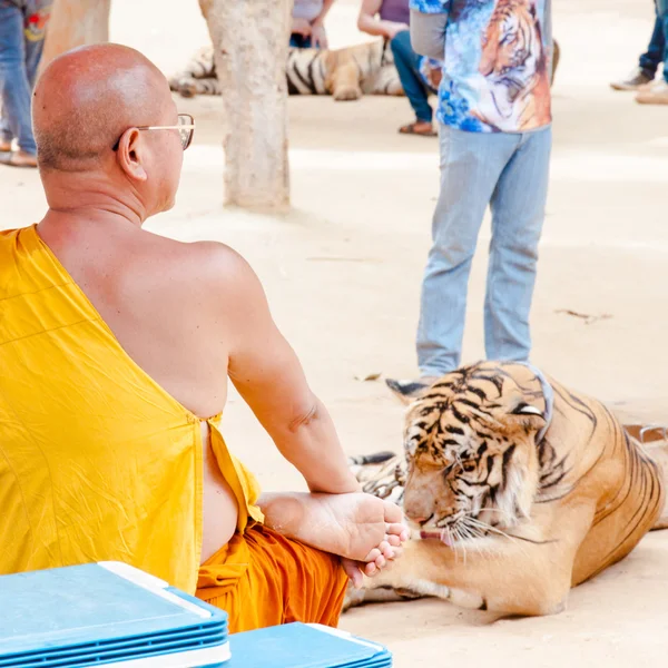 Monje budista con un tigre de bengala en el Templo del Tigre en Kanchanaburi, Tailandia — Foto de Stock
