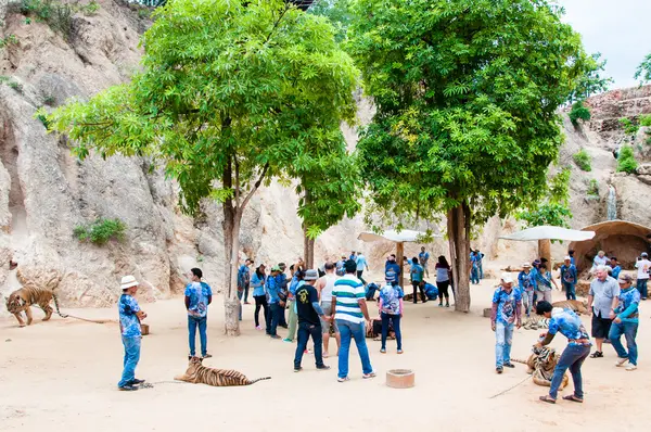 Tourists posing with tigers at the Tiger Temple on May 23, 2014 in Kanchanaburi, Thailand — Stock Photo, Image