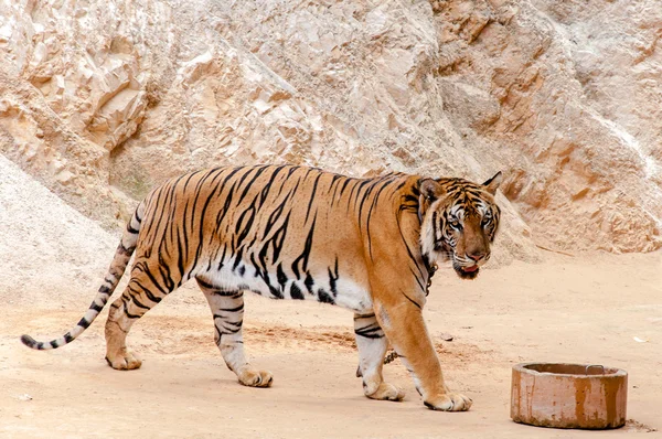 Красиві зразка бенгальський тигр на Канчанабурі, Таїланд, храм тигр — стокове фото