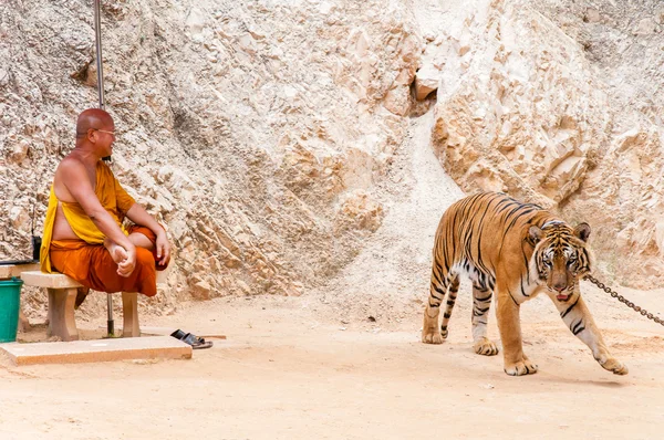 Buddhistischer Mönch mit einem Bengaltiger im Tigertempel in Kanchanaburi, Thailand — Stockfoto