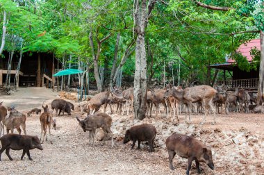 kanchanaburi, Tayland kaplan tapınağında alev ağaçları ile sahne