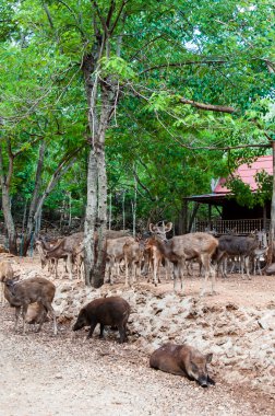 kanchanaburi, Tayland kaplan tapınağında alev ağaçları ile sahne