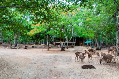 kanchanaburi, Tayland kaplan tapınağında alev ağaçları ile sahne