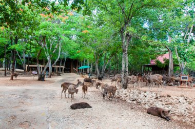 kanchanaburi, Tayland kaplan tapınağında alev ağaçları ile sahne