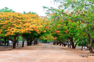 kanchanaburi, Tayland kaplan tapınağında alev ağaçları ile sahne