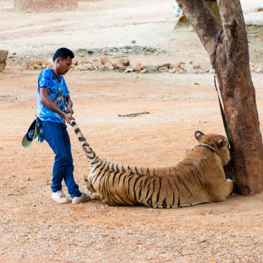 personel ve gönüllüler ile bengal kaplanı, Tapınak, Tayland
