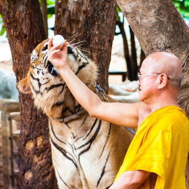 буддійський чернець годування з молоком бенгальський тигр в Таїланді