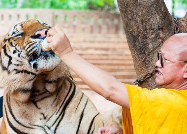 буддійський чернець годування з молоком бенгальський тигр в Таїланді