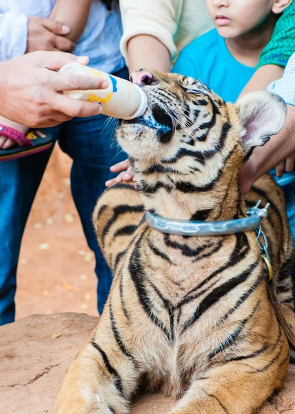 Monje budista alimentando con leche a un tigre de Bengala en Tailandia — Foto de Stock