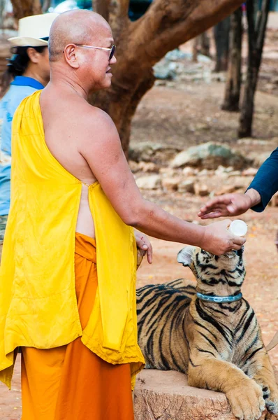 Buddhistický mnich krmení s mlékem Bengálský tygr v Thajsku — Stock fotografie