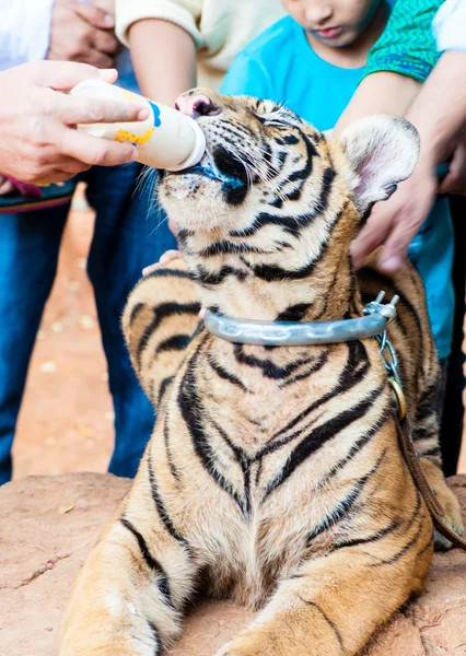 Monje budista alimentando con leche a un tigre de Bengala en Tailandia — Foto de Stock