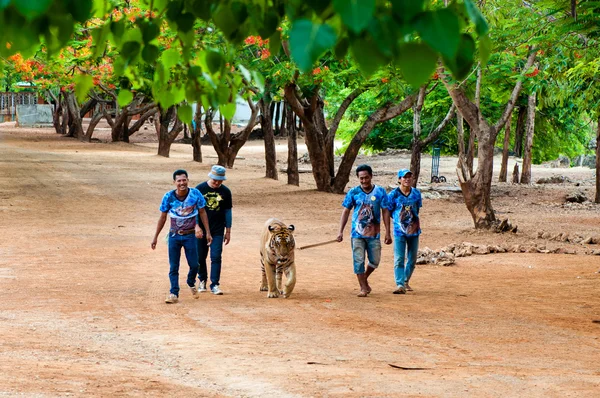 Personale e volontari con tigre del Bengala al Tempio, Thailandia — Foto Stock