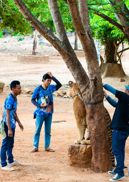 Mitarbeiter und Freiwillige mit bengalischem Tiger am Tempel, Thailand — Stockfoto