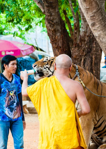 Buddhistischer Mönch füttert einen bengalischen Tiger in Thailand mit Milch — Stockfoto