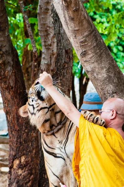 Buddistisk munk utfodring med mjölk en bengalisk tiger i thailand — Stockfoto