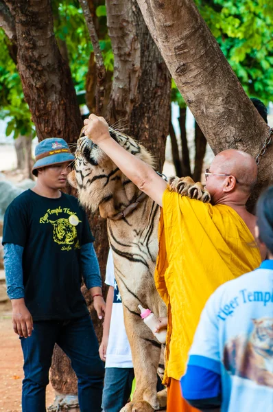 Monje budista alimentando con leche a un tigre de Bengala en Tailandia — Foto de Stock