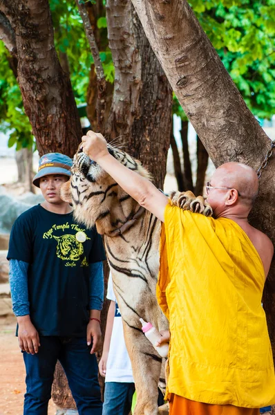 Buddistisk munk utfodring med mjölk en bengalisk tiger i thailand — Stockfoto