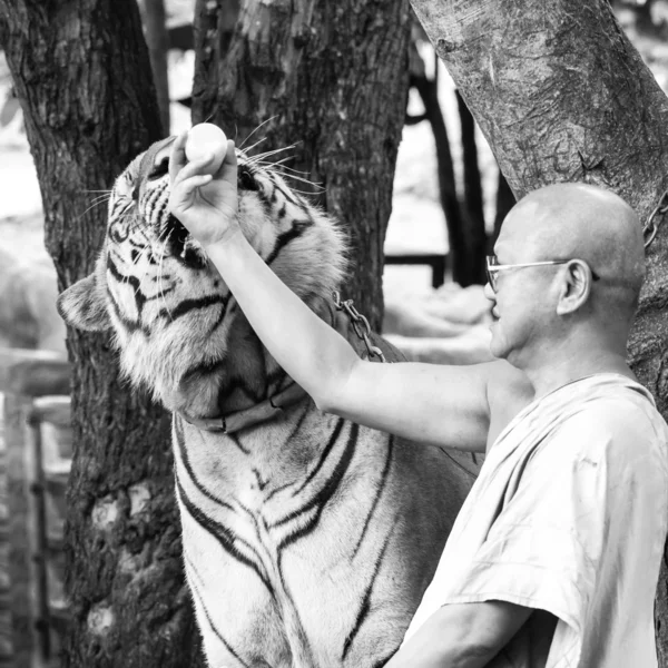 Buddhistischer Mönch füttert einen bengalischen Tiger in Thailand mit Milch — Stockfoto